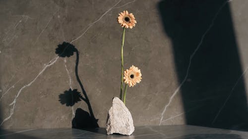 有关向日葵, 岩石, 极简主义的免费素材视频