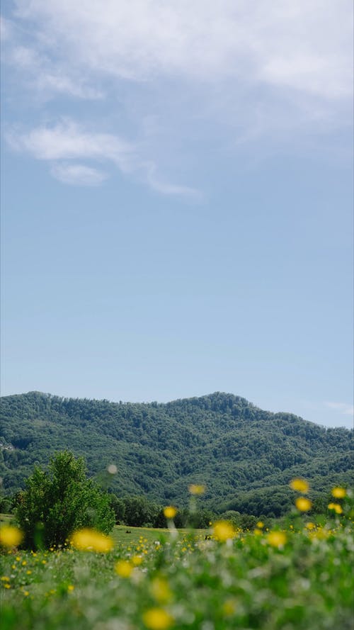 有关垂直视频, 天性, 天空的免费素材视频