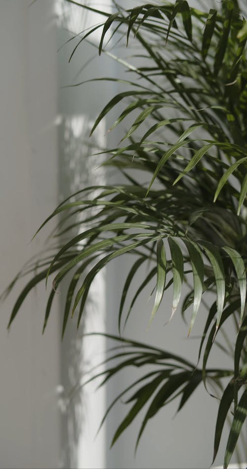 有关palma borboleta.dll, 垂直视频, 室内植物的免费素材视频