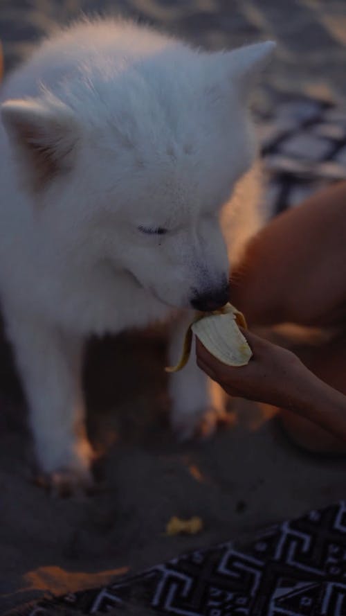 有关动物, 可爱, 可爱的的免费素材视频