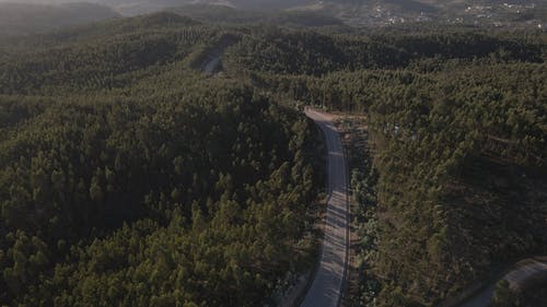 有关乡村小路, 森林, 树木的免费素材视频