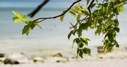 有关分支机构, 夏天, 多风的免费素材视频