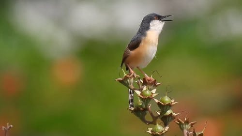 有关ashy prinia, 动物, 唱歌的免费素材视频