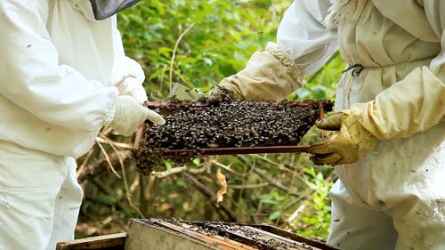 有关两个人, 养蜂业, 养蜂人的免费素材视频