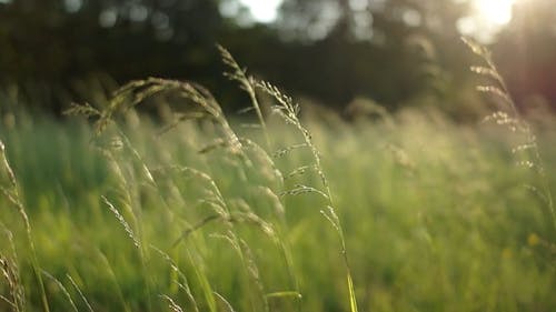 有关多风, 小麦, 摇曳的免费素材视频