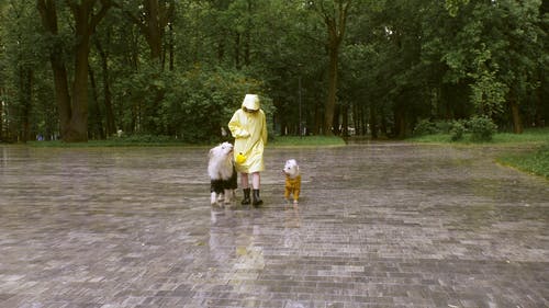 有关下雨, 人, 女人的免费素材视频