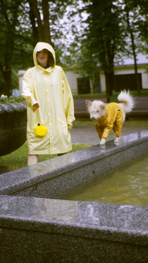 有关下雨, 动物, 垂直视频的免费素材视频