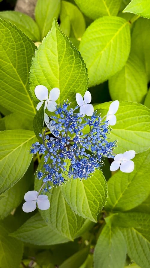 有关八仙花, 味斋, 垂直视频的免费素材视频