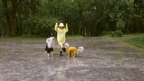 有关下雨, 动物, 国内的免费素材视频