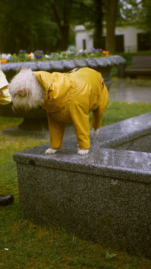 有关下雨, 垂直视频, 宠物的免费素材视频