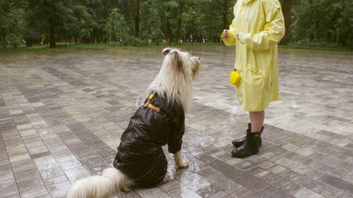 有关下雨, 人, 可爱的免费素材视频