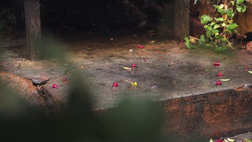 有关下雨, 下雨天, 在地上的免费素材视频