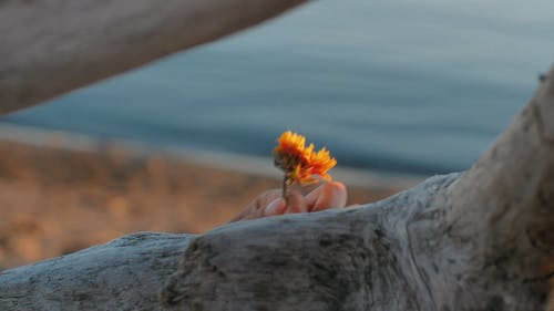 有关小孩, 户外, 手的免费素材视频