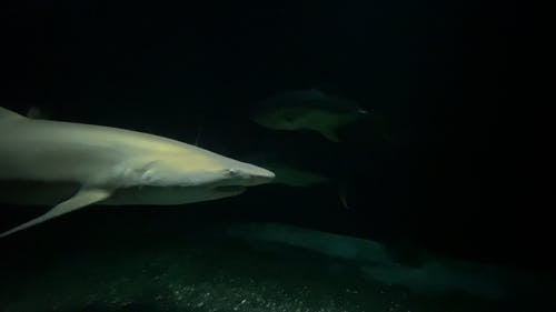 有关动物, 水族馆, 游泳的免费素材视频