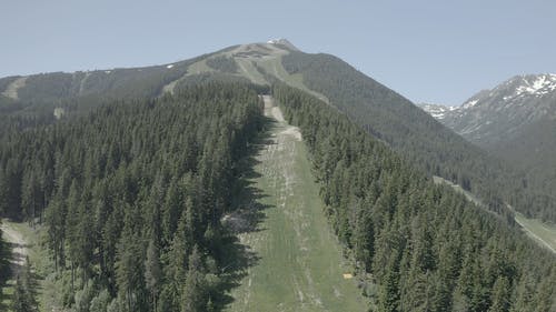 有关天性, 山, 松树的免费素材视频