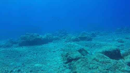 有关岩石, 水下, 海的免费素材视频