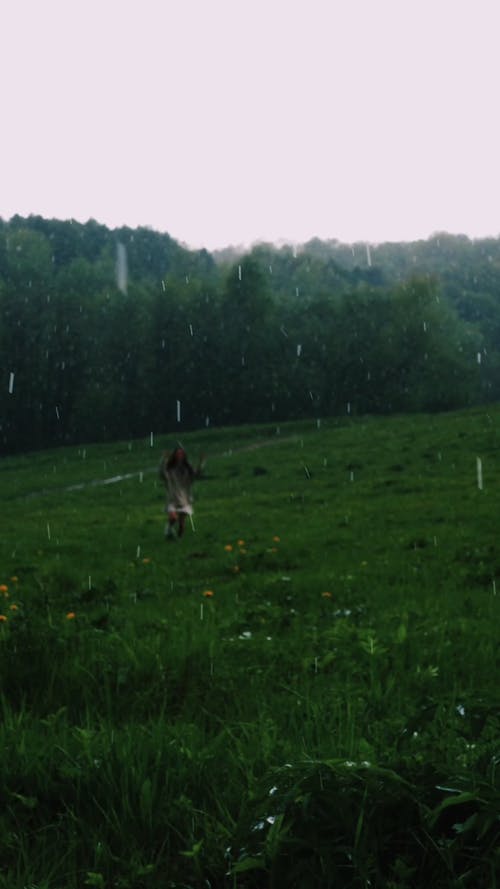 有关下雨, 公园, 垂直视频的免费素材视频