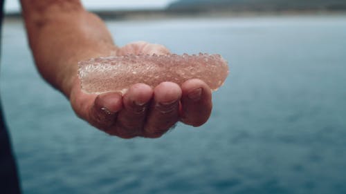 有关握住, 模糊的背景, 海洋生物的免费素材视频