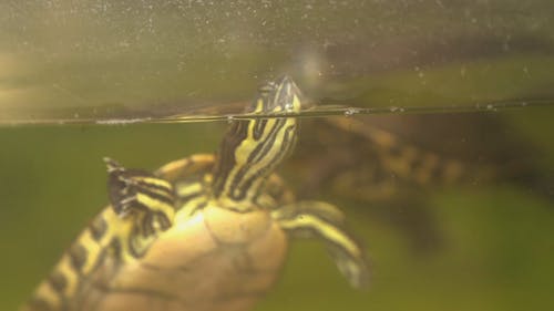 有关水族馆, 水生动物, 游泳的免费素材视频