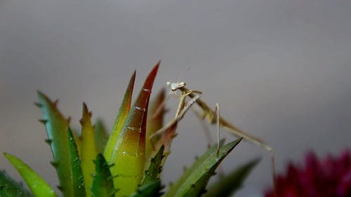 有关昆虫, 特写, 竹节虫的免费素材视频