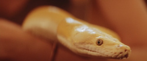 有关Viper 车,模糊的背景,毒蛇的免费素材视频