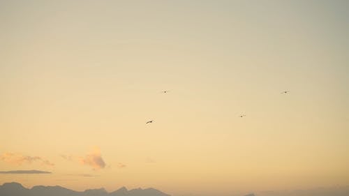 有关一群鸟, 天空, 戏剧性的天空的免费素材视频