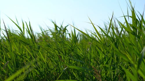 有关天, 天性, 户外的免费素材视频