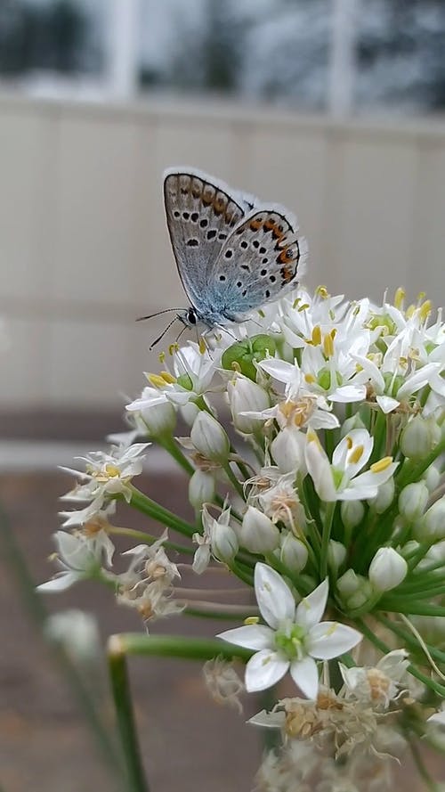 有关垂直视频, 授粉, 花的免费素材视频