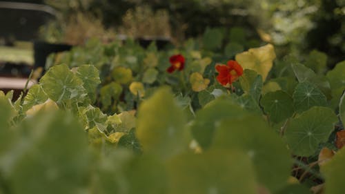 有关慢动作, 植物, 树叶的免费素材视频