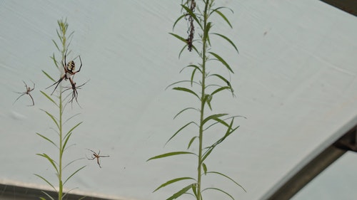 有关工厂,植物,特写的免费素材视频