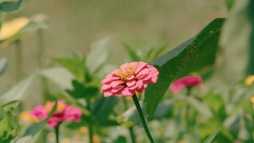 有关户外, 日光, 特写的免费素材视频