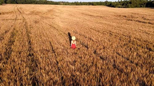 有关人, 夏天, 小麦的免费素材视频
