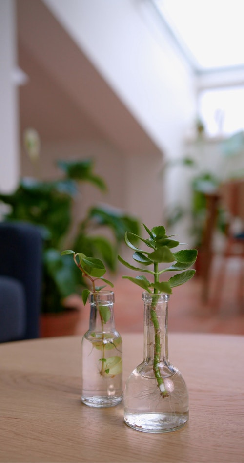 有关垂直视频,增长,室内植物的免费素材视频