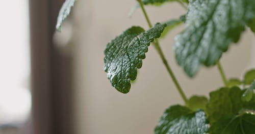 有关修剪花草, 喷雾瓶, 喷的免费素材视频