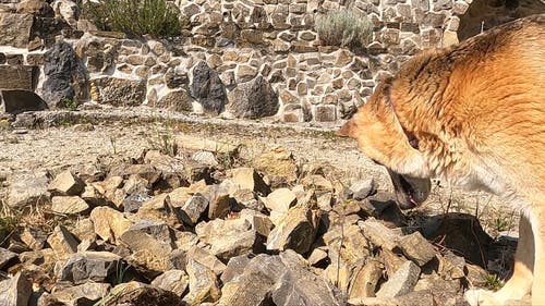 有关岩石, 德国牧羊犬, 户外的免费素材视频