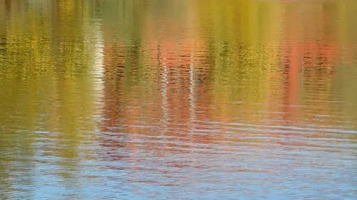 从湖面反射的树叶的颜色 · 免费素材视频