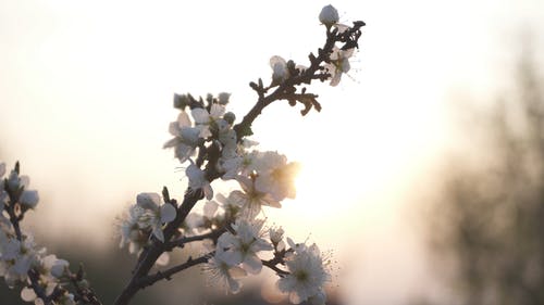 有关天性, 户外, 模糊背景的免费素材视频