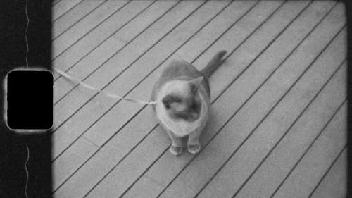 宠物猫在吊索上的老镜头 · 免费素材视频