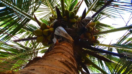 有关ttree椰子树, 从下面, 低角度拍摄的免费素材视频