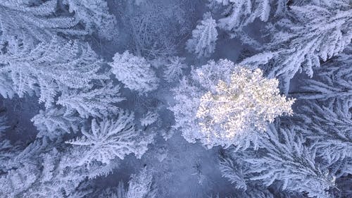 树木覆盖着雪 · 免费素材视频