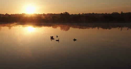 一群天鹅在湖上游泳 · 免费素材视频