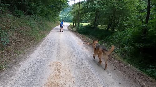 有关dogwalk, 享受, 人的免费素材视频