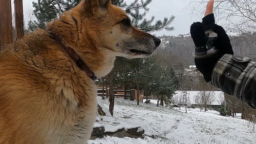 有关下雪, 享受, 冬季的免费素材视频