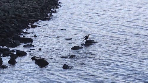 有关天性, 岩石海岸, 户外的免费素材视频