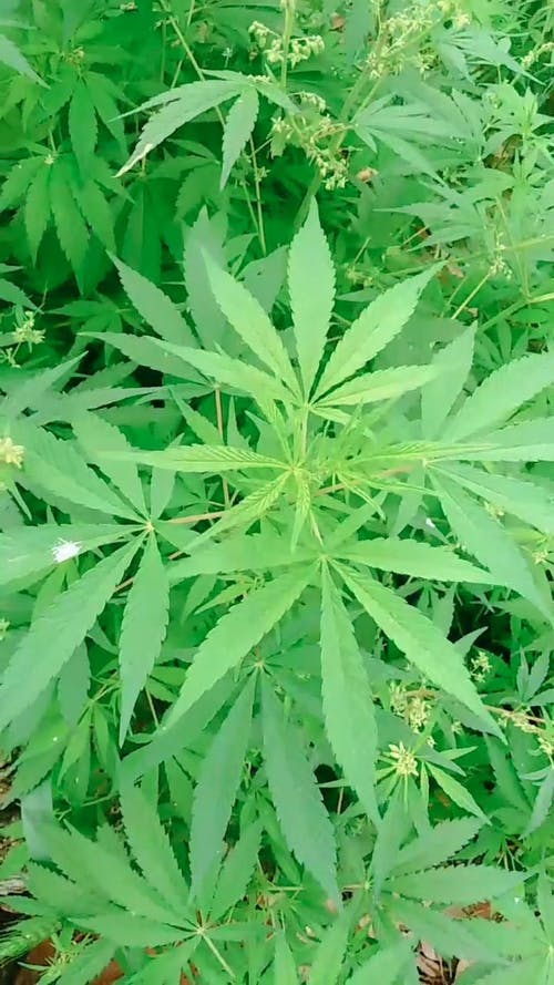 有关大麻, 工厂, 植物的免费素材视频