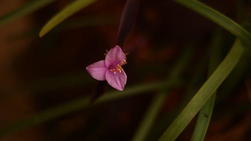 有关spiderwort, 室内, 室内植物的免费素材视频