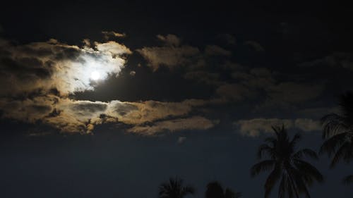 有关天空, 太阳, 树木的免费素材视频