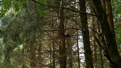 一只松鼠爬树的跟踪镜头 · 免费素材视频