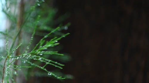 水滴在树上的叶子由雨引起 · 免费素材视频