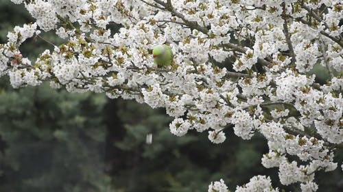 有关@户外, 咬花瓣, 天性的免费素材视频